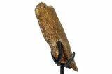 Fossil Hadrosaur Rib Section w/ Metal Stand - South Dakota #339062-2